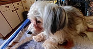 Ilang participe au concours pour gagner de l'argent avec cette photo : animal, blanket, cabinet, companion, cozy, cute, dog, domestic, fur, furniture, home, indoor, kitchen, long_ears, pet, relaxed, resting, table, wallpaper, white_dog