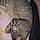 Minou
