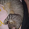 cat, tabby, sleeping, curled_up, pet, feline, fur, whiskers, ear, paw, blanket, bed, resting, indoor, close_up, domestic_animal, cozy, relaxed, animal, cute