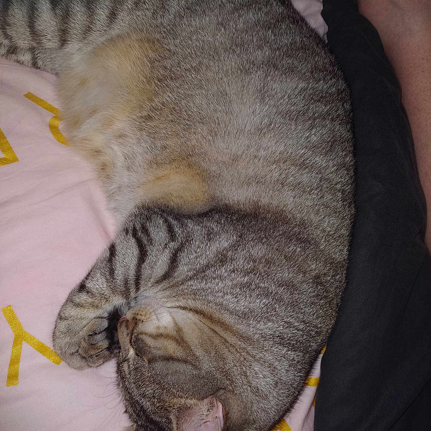 Minou a rejoint le concours — aidez-le/la à gagner de superbes lots ! cat, tabby, sleeping, curled_up, pet, feline, fur, whiskers, ear, paw, blanket, bed, resting, indoor, close_up, domestic_animal, cozy, relaxed, animal, cute