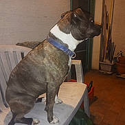 Malaya a rejoint le concours — aidez-le/la à gagner de superbes lots ! dog, brindle, plastic_chair, blue_collar, outdoor, patio, gardening_tools, flower_pots, brown_floor, night, sitting, animal, pet, side_view, domestic, quiet, still_life, house_wall, container, quiet_moment