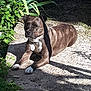 Malaya participe au concours pour gagner de l'argent avec cette photo : dog, animal, outdoor, sunlight, shadow, gravel, plant, greenery, pet, relaxed, nature, canine, summer, resting, fur, collar, paw, daylight, peaceful, garden