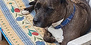 Malaya participe au concours pour gagner de l'argent avec cette photo : dog, brindle, collar, plastic_chair, cushion, floral_pattern, paw, resting, outdoor, pet, animal, seat, relaxed, brown, white, furniture, looking_away, domestic, canine, side_view
