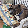 dog, brindle, collar, plastic_chair, cushion, floral_pattern, paw, resting, outdoor, pet, animal, seat, relaxed, brown, white, furniture, looking_away, domestic, canine, side_view