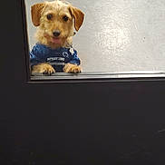 Star is registered to the contest to win money with this photo: blue_shirt, brown_fur, candid, carpet, cute, dog, door, floppy_ears, glass, indoor, paws, peeking, pet, playful, portrait, puppy, shirt, small_dog, tongue_out, window