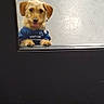 blue_shirt, brown_fur, candid, carpet, cute, dog, door, floppy_ears, glass, indoor, paws, peeking, pet, playful, portrait, puppy, shirt, small_dog, tongue_out, window