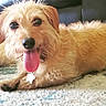 brown_fur, carpet, close_up, collar, couch, dog, dog_tag, happy, indoor, lying_down, pet, playful, plush_toy, portrait, puppy, rug, scruffy_fur, small_dog, tongue_out, toy
