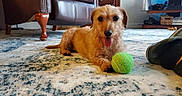 Star joined the competition — help win amazing prizes! animal, brown_fur, dog, floppy_ears, furniture, green_ball, happy, home, indoor, leather_chair, living_room, long_hair, lying_down, pet, playing, portrait, rug, small_dog, tongue_out, toy