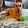 animal, brown_fur, dog, floppy_ears, furniture, green_ball, happy, home, indoor, leather_chair, living_room, long_hair, lying_down, pet, playing, portrait, rug, small_dog, tongue_out, toy