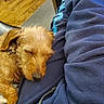 Star is registered to the contest to win money with this photo: animal, blanket, blue_clothing, brown_fur, collar, couch, cozy, cuddling, dog, floppy_ears, home, indoors, lap, pet, portrait, puppy, relaxed, resting, sleeping, wood_floor
