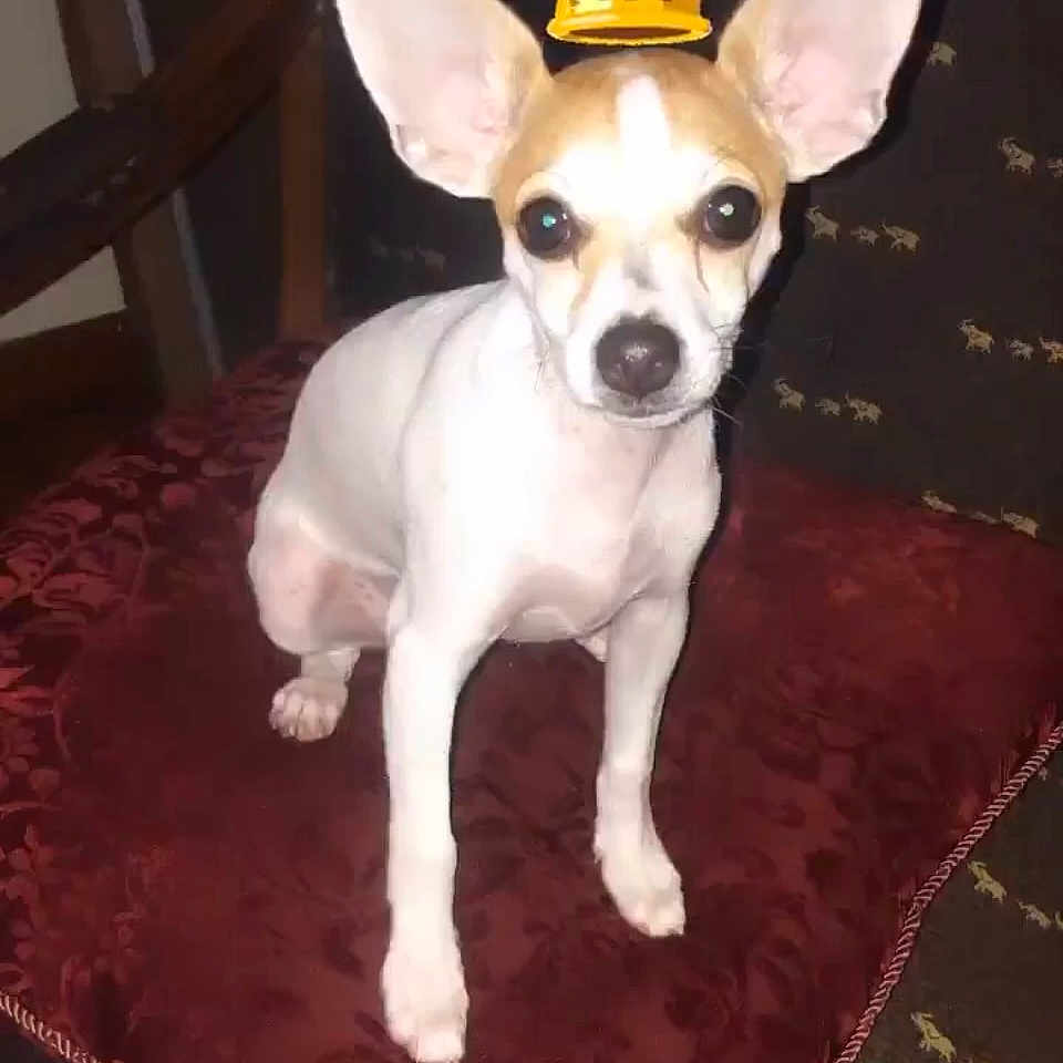 Adobe joined the competition — help win amazing prizes! accessories, animal, birthdaycake, cake, canine, chihuahua, clothing, cream, crown, dessert, dog, food, hat, jewelry, pet, puppy, whitedog