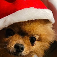 Tilly participe au concours pour gagner de l'argent avec cette photo : dog, small_dog, pomeranian, santa_hat, red_hat, white_fur, pet, cute, close_up, indoors, holiday, christmas, festive, animal, fur, face, nose, whiskers, eyes, adorable