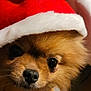 dog, small_dog, pomeranian, santa_hat, red_hat, white_fur, pet, cute, close_up, indoors, holiday, christmas, festive, animal, fur, face, nose, whiskers, eyes, adorable