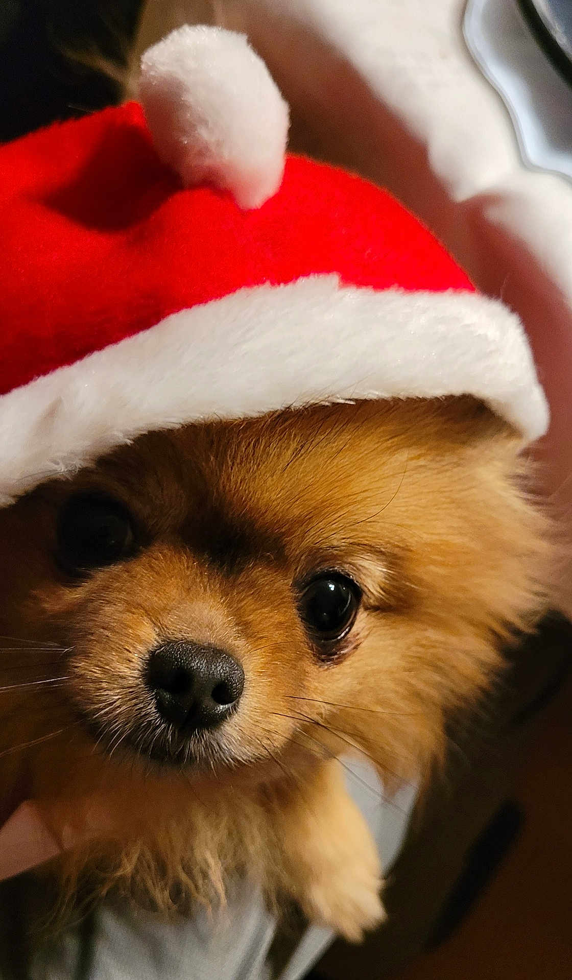 Tilly participe au concours pour gagner de l'argent avec cette photo : dog, small_dog, pomeranian, santa_hat, red_hat, white_fur, pet, cute, close_up, indoors, holiday, christmas, festive, animal, fur, face, nose, whiskers, eyes, adorable