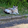 Titi a rejoint le concours — aidez-le/la à gagner de superbes lots ! cat, animal, outdoor, grass, curb, road, greenery, flower, sunlight, nature, relaxed, pet, feline, mammal, whiskers, fur, resting, leaf, sidewalk, daytime