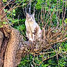 Titi participe au concours pour gagner de l'argent avec cette photo : cat, tree, branches, green_leaves, outdoor, nature, animal, pet, feline, wildlife, wood, bark, perched, sitting, daylight, fur, eyes, quiet, still_life, calm
