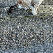 Titi a rejoint le concours — aidez-le/la à gagner de superbes lots ! cat, animal, pet, outdoor, pavement, stone_wall, fur, alert, side_view, urban, nature, mammal, whiskers, tail, ears, daylight, texture, quiet, solitude, curious