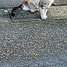 cat, animal, pet, outdoor, pavement, stone_wall, fur, alert, side_view, urban, nature, mammal, whiskers, tail, ears, daylight, texture, quiet, solitude, curious