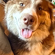 Diablo joined the competition — help win amazing prizes! animal, canine, close_up, companion, couch, cute, dog, domestic, face, fluffy, friendly, fur, happy, indoor, mammal, pet, portrait, resting, smiling, tongue_out