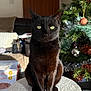 animal, black_cat, cat, christmas_tree, cozy, decorations, domestic_cat, furniture, furry, green_eyes, holiday_decor, home, indoor, ornaments, pet, portrait, sitting, soft_texture, sunlight, tinsel