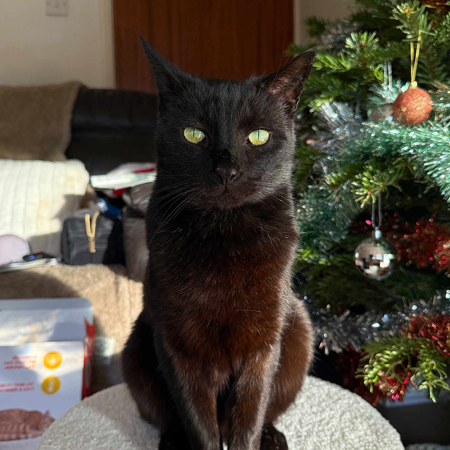 Max is registered to the contest to win money with this photo: animal, black_cat, cat, christmas_tree, cozy, decorations, domestic_cat, furniture, furry, green_eyes, holiday_decor, home, indoor, ornaments, pet, portrait, sitting, soft_texture, sunlight, tinsel