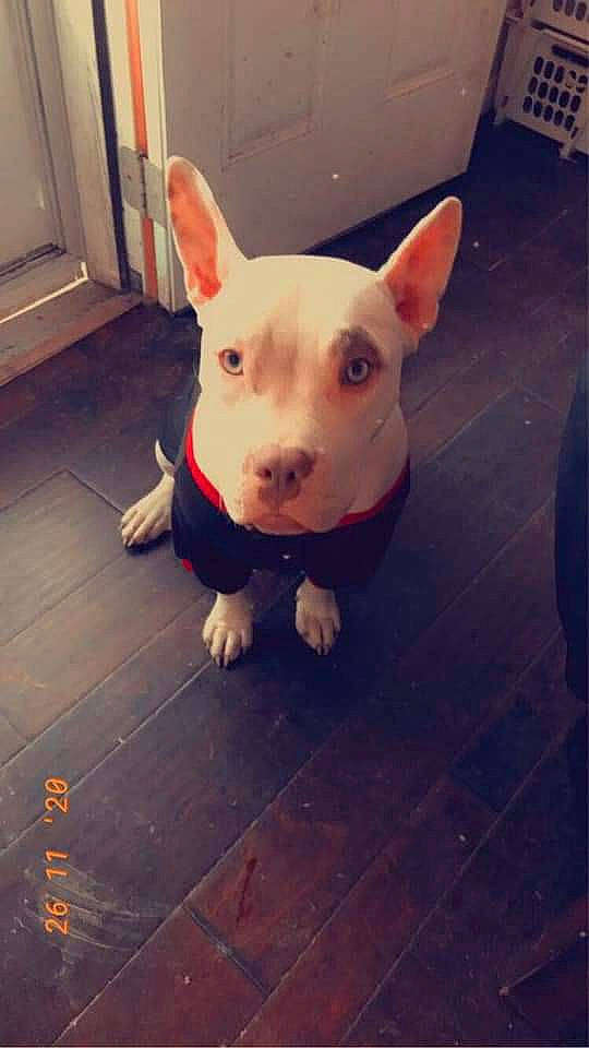 Angel joined the competition — help win amazing prizes! bull_terrier, bull_terrier_miniature, canidae, carnivore, dog_breed, dog_clothes, domestic_pig, floor, flooring, livestock, non_sporting_group, photograph, skin, small_terrier, snapshot, snout, suidae, terrestrial_animal, terrier, tile