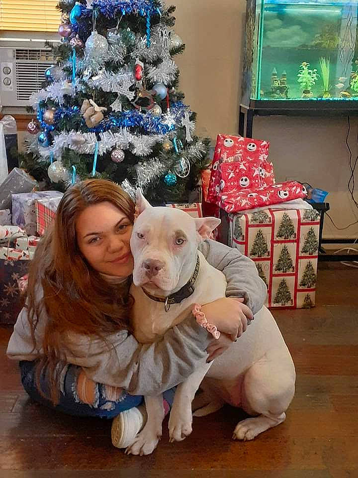 Angel joined the competition — help win amazing prizes! canidae, carnivore, christmas, christmas_decoration, christmas_eve, christmas_ornament, christmas_tree, companion_dog, dog, dog_breed, floor, holiday, holiday_ornament, home, interior_design, living_room, ornament, room, sporting_group