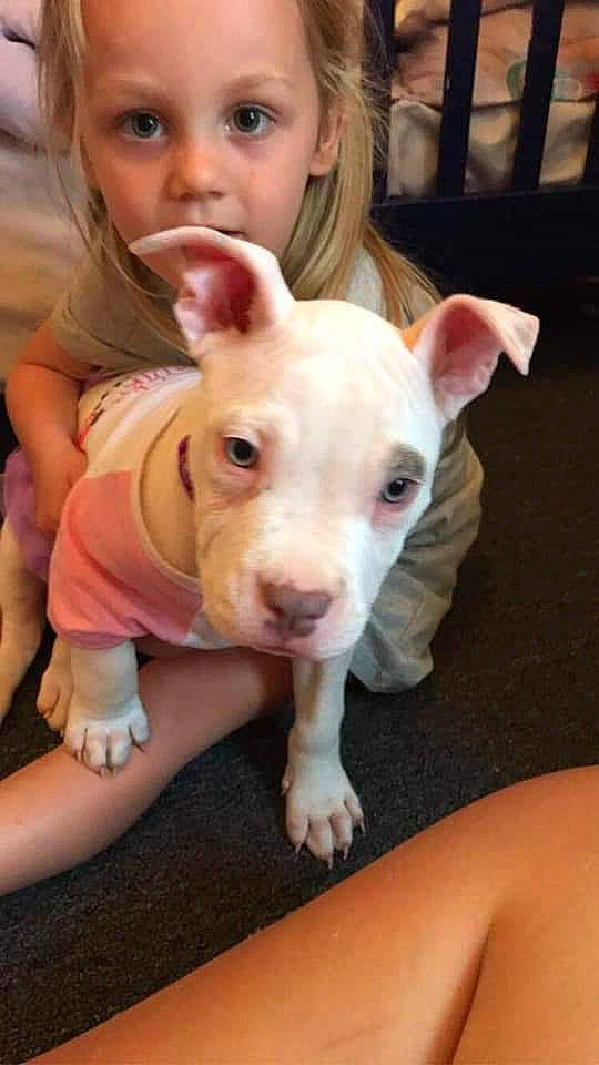 Angel joined the competition — help win amazing prizes! baby_toddler_clothing, blond, carnivore, dog_breed, fawn, finger, foot, joint, livestock, nail, neck, organ, pink, skin, snout, suidae, terrestrial_animal, terrier, thumb, vertebrate