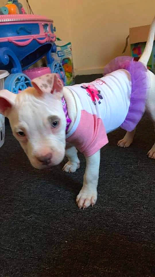 Angel joined the competition — help win amazing prizes! bull_terrier, canidae, carnivore, companion_dog, dog, dog_breed, dog_clothes, dog_supply, floor, flooring, foot, non_sporting_group, pet_supply, pink, skin, small_terrier, snout, suidae, terrier, working_animal