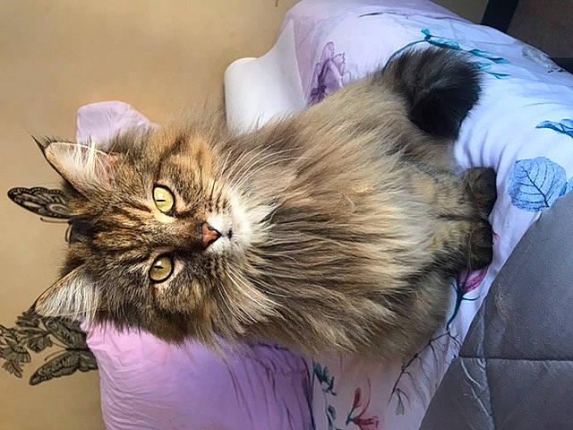 Bichette a rejoint le concours — aidez-le/la à gagner de superbes lots ! british_longhair, canidae, carnivore, cat, claw, comfort, companion_dog, domestic_short_haired_cat, ear, eye, fashion_accessory, fawn, felidae, fur, iris, paw, small_to_medium_sized_cats, snout, terrestrial_animal, whiskers