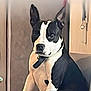 alert, animal, black_and_white, canine, collar, companion, cute, dog, domestic_animal, ears_up, furniture, furry, home, indoor, looking_away, mammal, pet, portrait, side_view, sitting