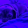 Zelda is registered to the contest to win money with this photo: dog, pet, bed, blanket, cozy, indoor, resting, sleepy, animal, canine, fur, ears, face, comfort, cute, relaxation, portrait, closeup, purple_lighting, soft