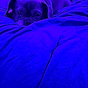 Zelda joined the competition — help win amazing prizes! dog, blanket, bed, resting, purple_light, cozy, pet, animal, indoor, cute, fur, canine, snout, ears, sleepy, comfort, soft, relaxed, portrait, closeup