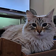 Smokey is registered to the contest to win money with this photo: cat, fluffy, long_hair, tabby, pet, animal, feline, blue_eyes, whiskers, ears, portrait, close_up, cardboard_box, indoors, home, television, furniture, sitting, relaxed, cute
