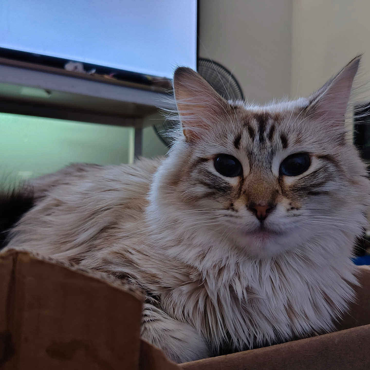 Smokey is registered to the contest to win money with this photo: cat, fluffy, long_hair, tabby, pet, animal, feline, blue_eyes, whiskers, ears, portrait, close_up, cardboard_box, indoors, home, television, furniture, sitting, relaxed, cute