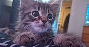 Honey joined the competition — help win amazing prizes! kitten, cat, tabby, animal, pet, furry, whiskers, ears, paws, eyes, close_up, portrait, indoors, home, soft_focus, blurred_background, cozy, cute, curious, photography