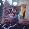 kitten, cat, tabby, animal, pet, furry, whiskers, ears, paws, eyes, close_up, portrait, indoors, home, soft_focus, blurred_background, cozy, cute, curious, photography