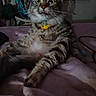 cat, tabby_cat, pet, feline, animal, whiskers, green_eyes, yellow_collar, bell, sitting, bed, bedroom, indoors, portrait, closeup, fluffy, striped_fur, wide_eyed, purple_bedding, playful