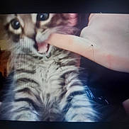 Honey joined the competition — help win amazing prizes! cat, tabby_cat, fluffy, feline, pet, animal, close_up, portrait, wide_eyes, whiskers, striped_fur, gray_fur, pink_nose, open_mouth, human_hand, finger, indoors, screen_photo, dark_background, playful