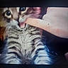 cat, tabby_cat, fluffy, feline, pet, animal, close_up, portrait, wide_eyes, whiskers, striped_fur, gray_fur, pink_nose, open_mouth, human_hand, finger, indoors, screen_photo, dark_background, playful