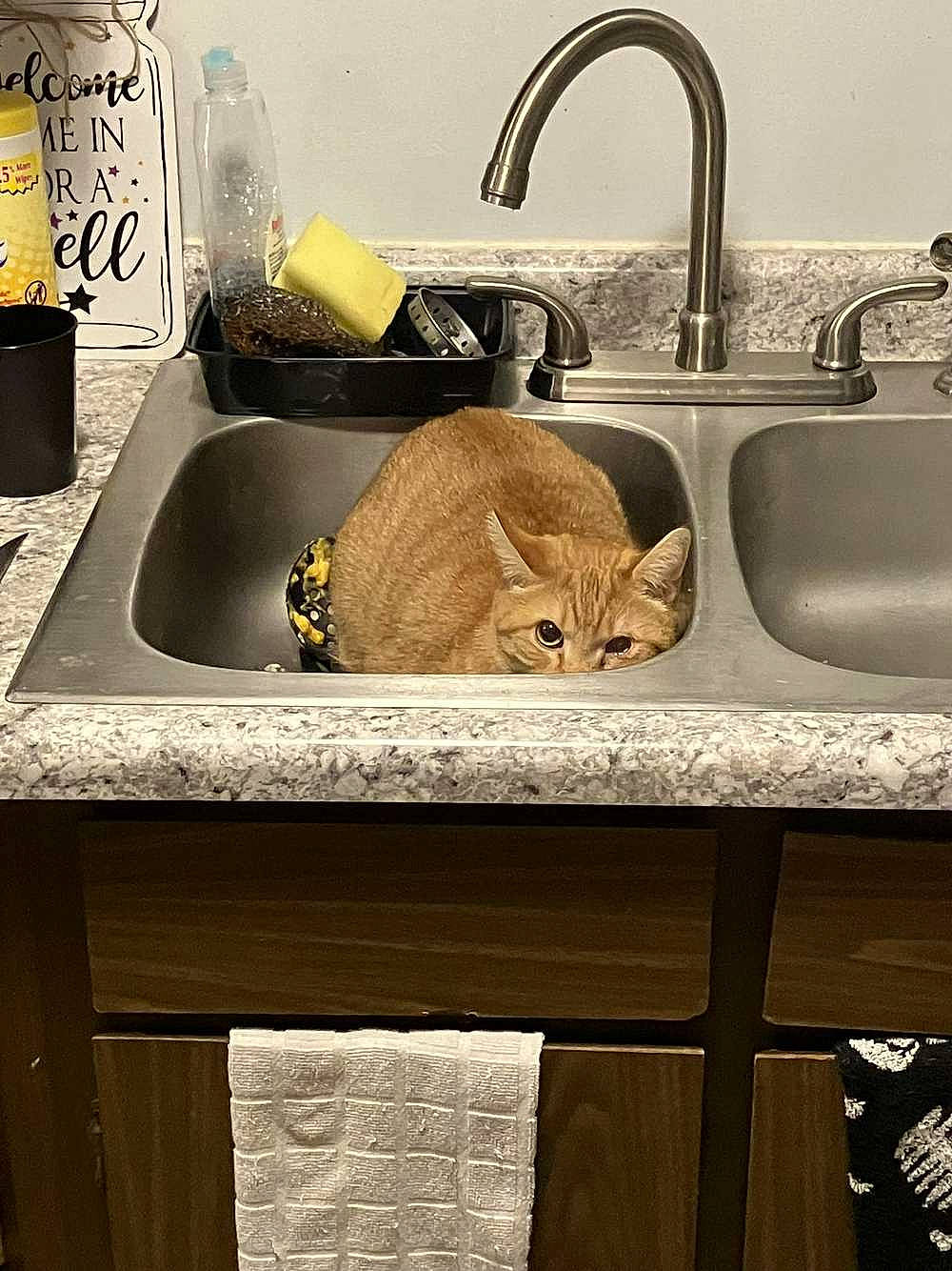 Professor is registered to the contest to win money with this photo: bathroom_sink, brown, cat, ceramic, felidae, font, household_hardware, kitchen, kitchen_sink, plumbing, plumbing_fitting, plumbing_fixture, rectangle, room, serveware, sink, small_to_medium_sized_cats, tap, wood, yellow