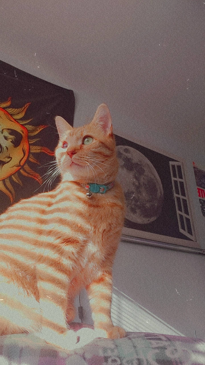 Professor is registered to the contest to win money with this photo: art, carnivore, cat, comfort, domestic_short_haired_cat, eye, fawn, felidae, flooring, foot, fur, pattern, paw, peach, small_to_medium_sized_cats, snout, tail, terrestrial_animal, whiskers, wood