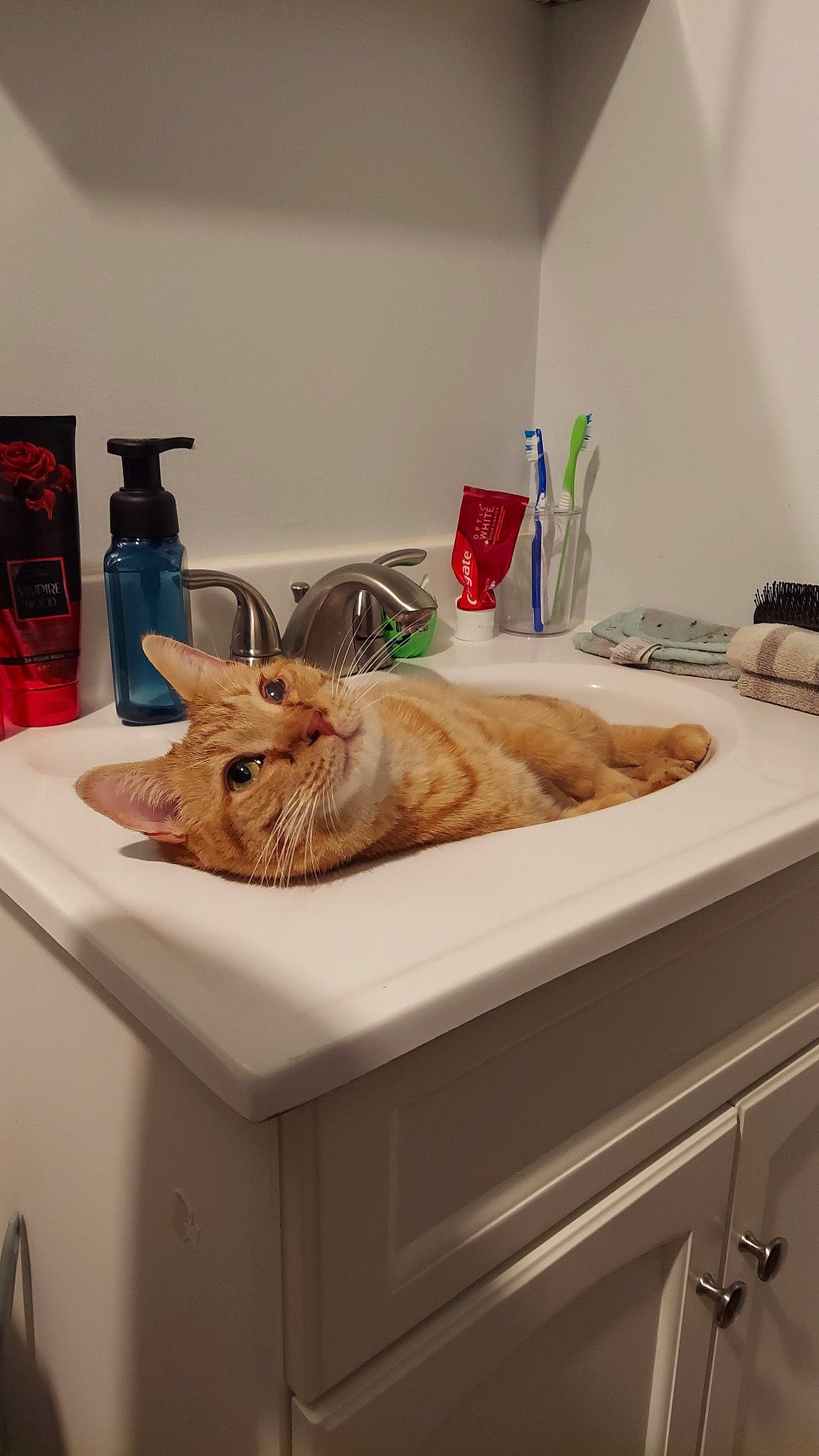 Professor is registered to the contest to win money with this photo: bathroom, bathroom_cabinet, bathroom_sink, cabinetry, carnivore, cat, comfort, countertop, fawn, felidae, interior_design, kitchen, plumbing, plumbing_fixture, room, sink, small_to_medium_sized_cats, tap, whiskers, wood