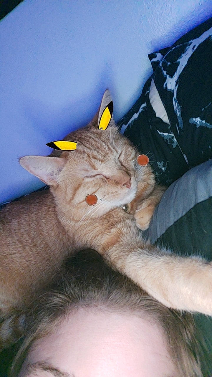 Professor is registered to the contest to win money with this photo: canidae, carnivore, cat, claw, comfort, domestic_short_haired_cat, ear, fawn, felidae, fur, gesture, human_leg, nap, paw, selfie, small_to_medium_sized_cats, snout, tail, whiskers