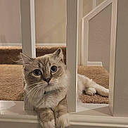 Bugzy is registered to the contest to win money with this photo: cat, fluffy, curious_eyes, carpet, stairs, railing, white_bars, paws, indoor, pet, relaxed, feline, cute, animal, resting, looking, home, fur, whiskers, closeup