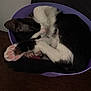 cat, black_and_white, sleeping, curled_up, paw_pads, purple_container, wooden_surface, pet, feline, domestic_animal, resting, cute, cozy, indoor, fur, whiskers, pink_paws, animal, compact, relaxed