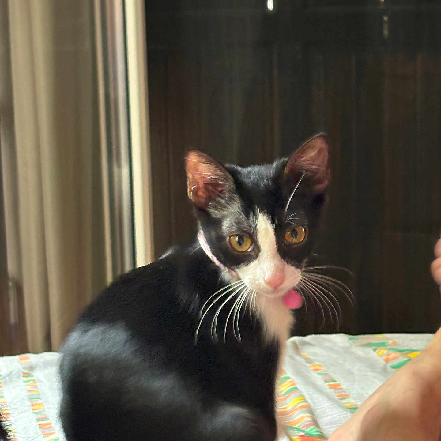 Nami participe au concours pour gagner de l'argent avec cette photo : animal, bed, black_and_white, blurred_background, cat, closeup, curious, curtains, domestic, feline, indoor, person_foot, pet, pink_tongue, resting, soft_lighting, striped_bedspread, whiskers, wooden_panels, yellow_eyes