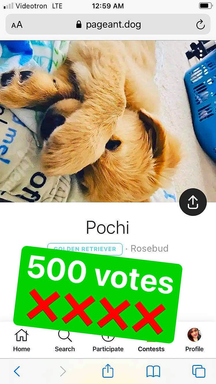 Frimousse is registered to the contest to win money with this photo: advertising, art, brand, carnivore, companion_dog, dog_breed, electric_blue, font, fur, happy, logo, luggage_and_bags, paw, photo_caption, product, screenshot, snout, technology, wildlife, working_animal