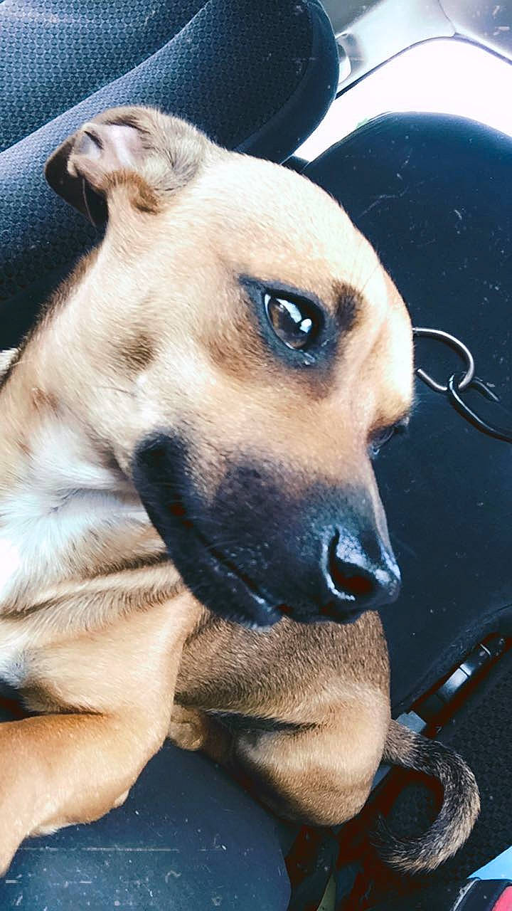 Kipper joined the competition — help win amazing prizes! canidae, carnivore, collar, companion_dog, dog, dog_breed, dog_collar, ear, fawn, fur, jaw, paw, pet_supply, photo_caption, snout, sporting_group, terrestrial_animal, whiskers, wildlife, working_animal