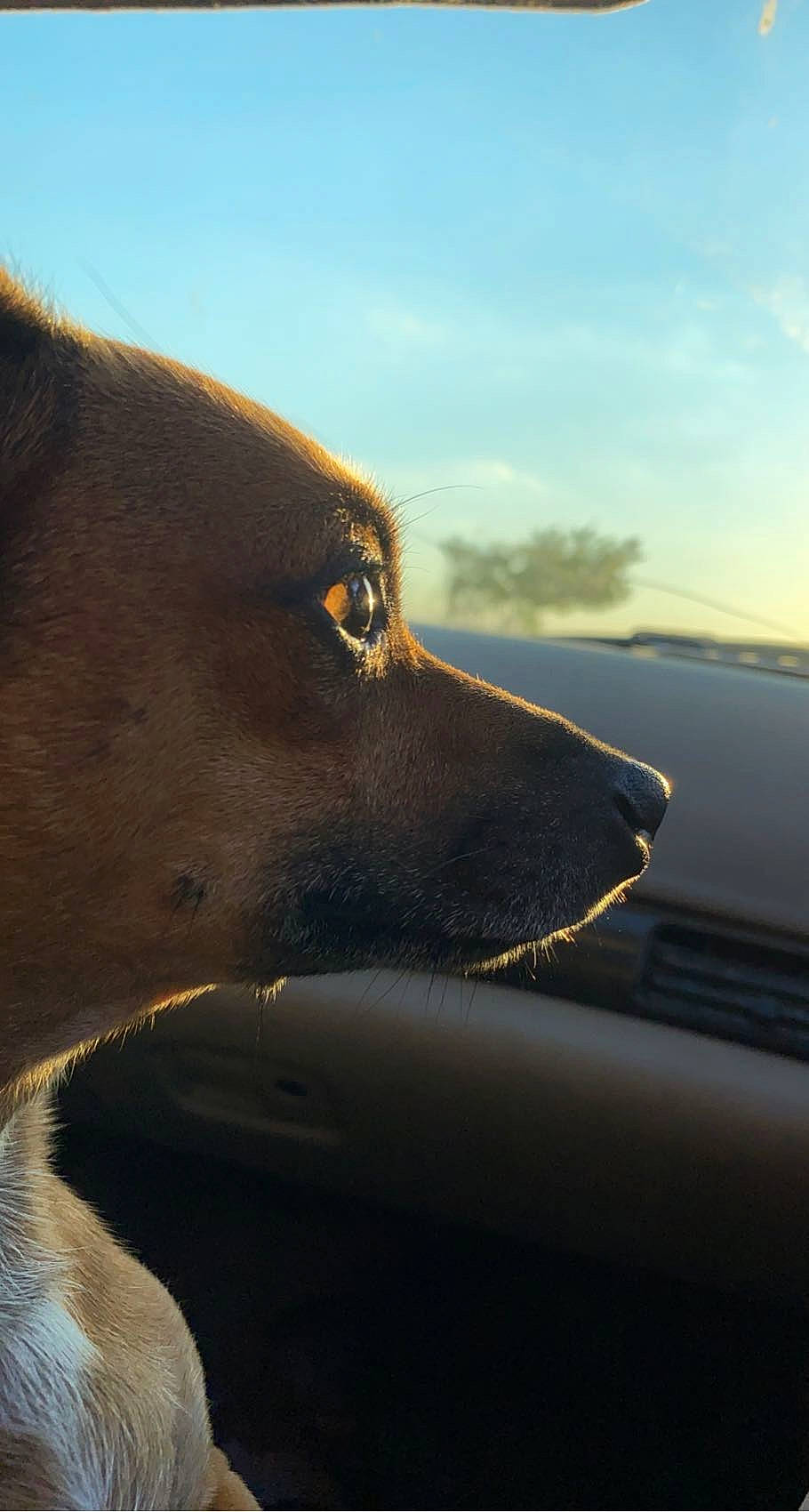 Kipper joined the competition — help win amazing prizes! automotive_lighting, canidae, carnivore, cloud, companion_dog, dog, dog_breed, dog_collar, eyewear, hood, lake, ocean, personal_luxury_car, sky, sporting_group, water, whiskers, windshield, working_animal, working_dog